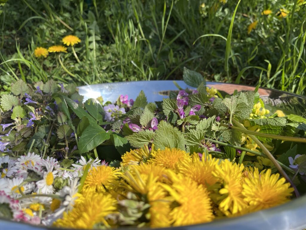 Kräuterwanderung wir pflücken uns einen Wildkräutersalat